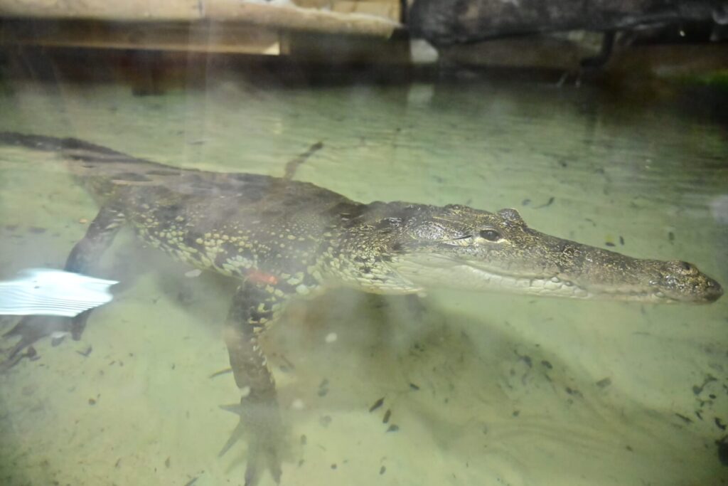Crocodile