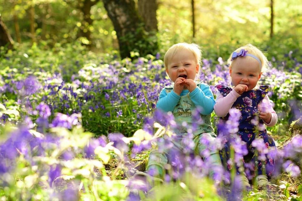 Bluebell photo 2017