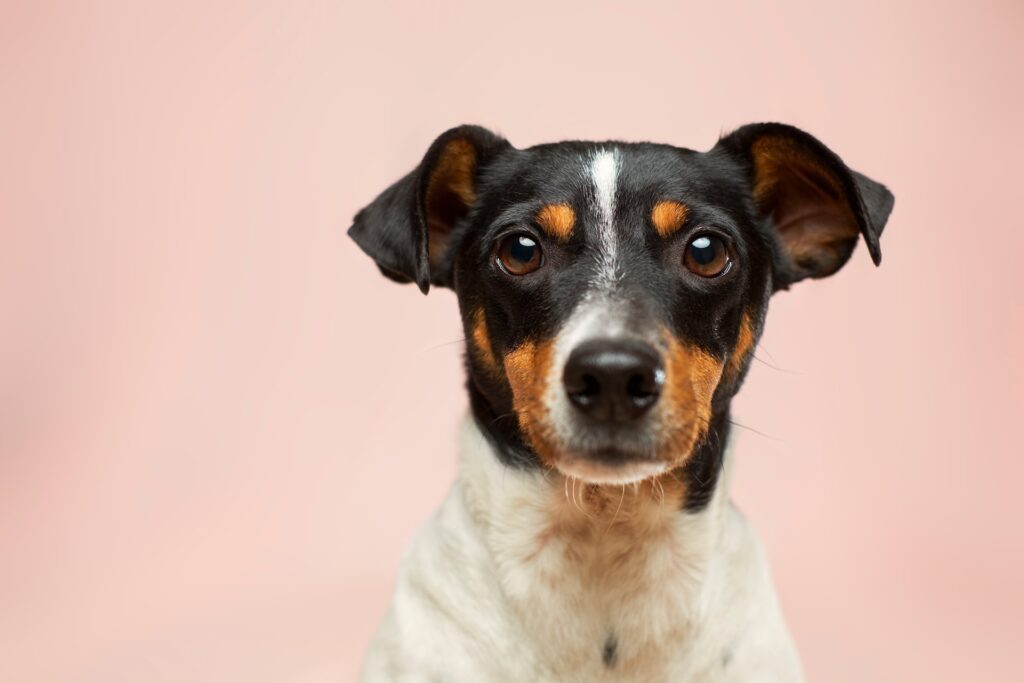 how to budget for a pet