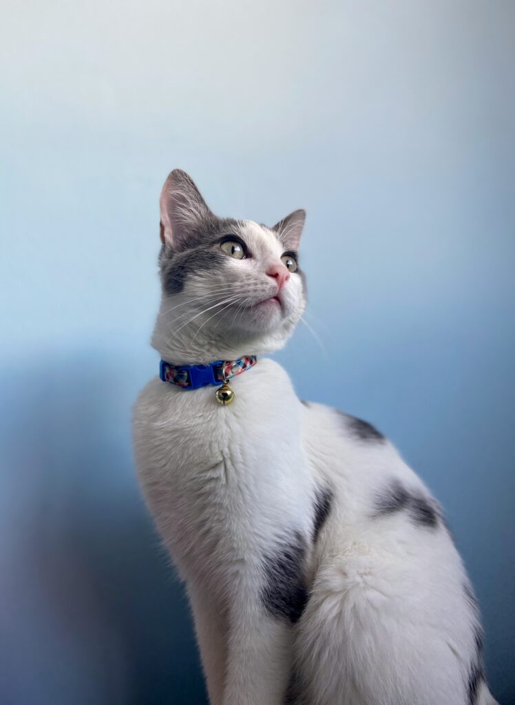white cat wearing blue collar looking up