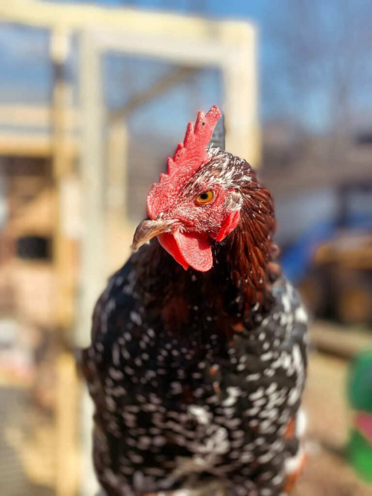 Backyard chicken
